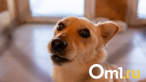 Ветеринарные клиники России заявили о дефиците препаратов для животных