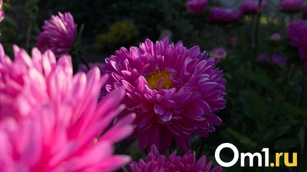 В центре Омска из 12 тысяч цветов сделают композицию «Голубь мира»