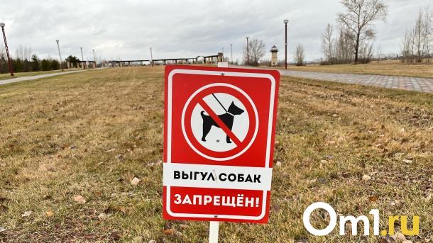 В Омске водитель выгуливал собаку, привязав её к машине