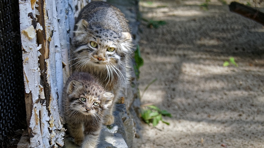 В Новосибирском зоопарке рассказали о подросших котятах манулов