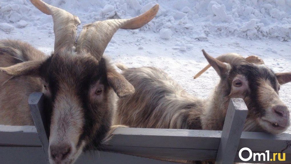 Омским животным может угрожать новый вирус, который уже активно распространяется в Казахстане
