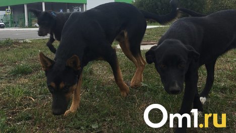 В Югре потратят 1,5 млн рублей на отлов бродячих животных