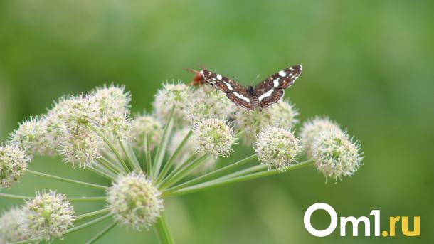 В Омск сегодня придёт жара до +32 градусов