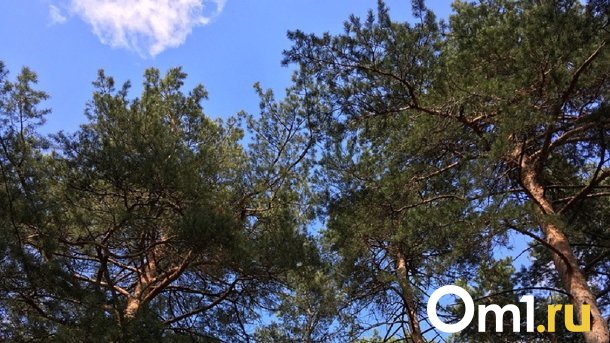 В омском Чернолучье продают базу отдыха за 75 миллионов