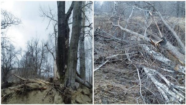 На месте будущего парка «Усть-Тула» рубят деревья под «Лыжню России»
