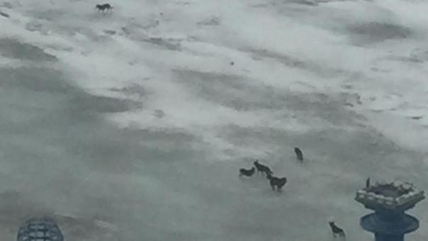 В Омске несколько бездомных собак оказались на льдине посреди тающего Иртыша