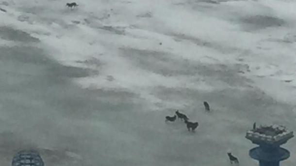 В Омске несколько бездомных собак оказались на льдине посреди тающего Иртыша