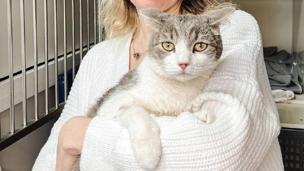 Спасённого из-под завалов на Линейной кота Митю отдали в дом новосибирской семье