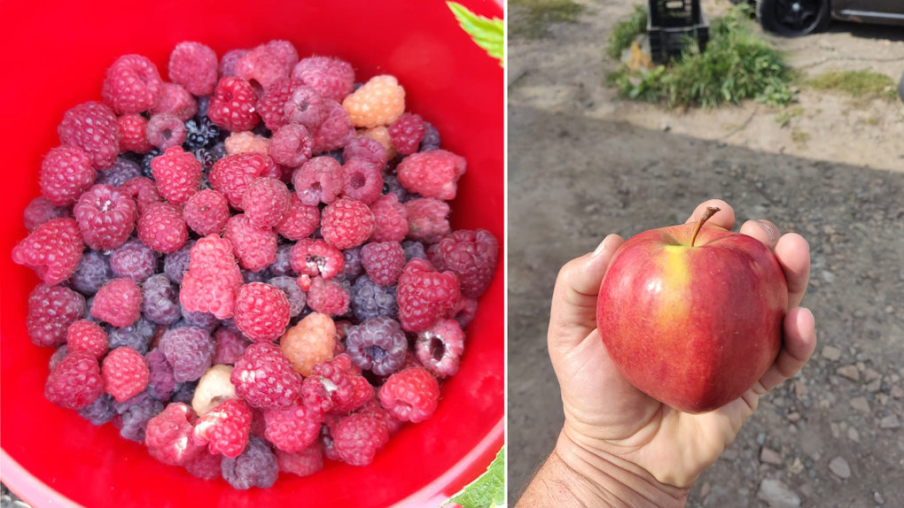 Новосибирцам раскрыли секрет богатого урожая плодов и ягод