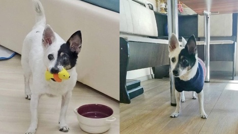 «Ходит танцующей походкой»: жительница Новосибирска спасла необычную собаку-инвалида