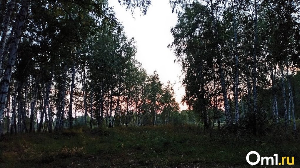 Северный обход Омска планируют пустить через Подгородный лесхоз