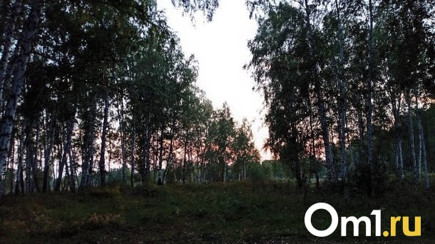 Северный обход Омска планируют пустить через Подгородный лесхоз