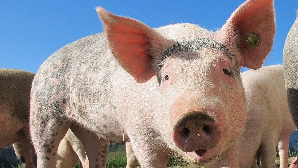 Не доехали до мясокомбината: в Омске перевернулся большегруз с двумя сотнями свиней