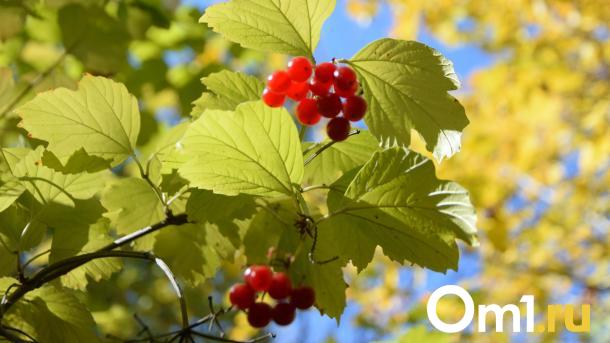 Перед похолоданием Омск накроет ещё одна волна тепла