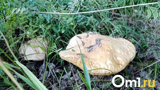 Новосибирцы рассказали, какие грибы можно собрать в лесу в конце октября
