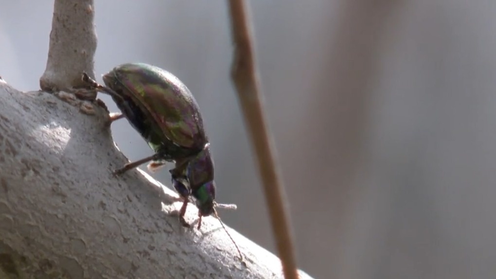 Полчища прожорливых жуков уничтожают зелёные насаждения в Новосибирске
