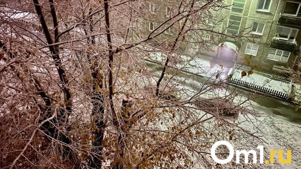 За год в Омске вырубят шесть тысяч здоровых деревьев