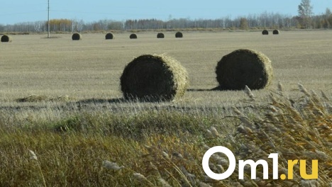 Продукция новосибирских аграриев получит высокий спрос из-за ситуации на мировых рынках – Травников