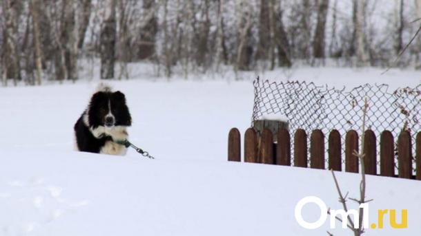 «Встать к забору и не двигаться»: как жителям Новосибирска спастись от бродячих собак