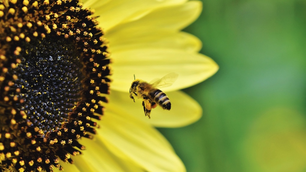 Сельскохозяйственное предприятие ответит за массовую гибель пчёл в Азовском районе Омской области
