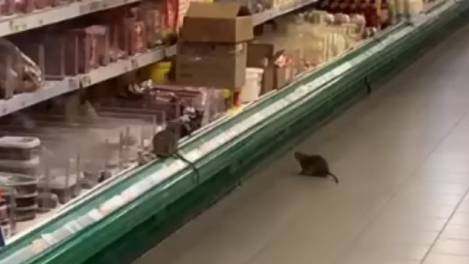 Бегающих по полкам крыс заметили новосибирцы в одном из супермаркетов