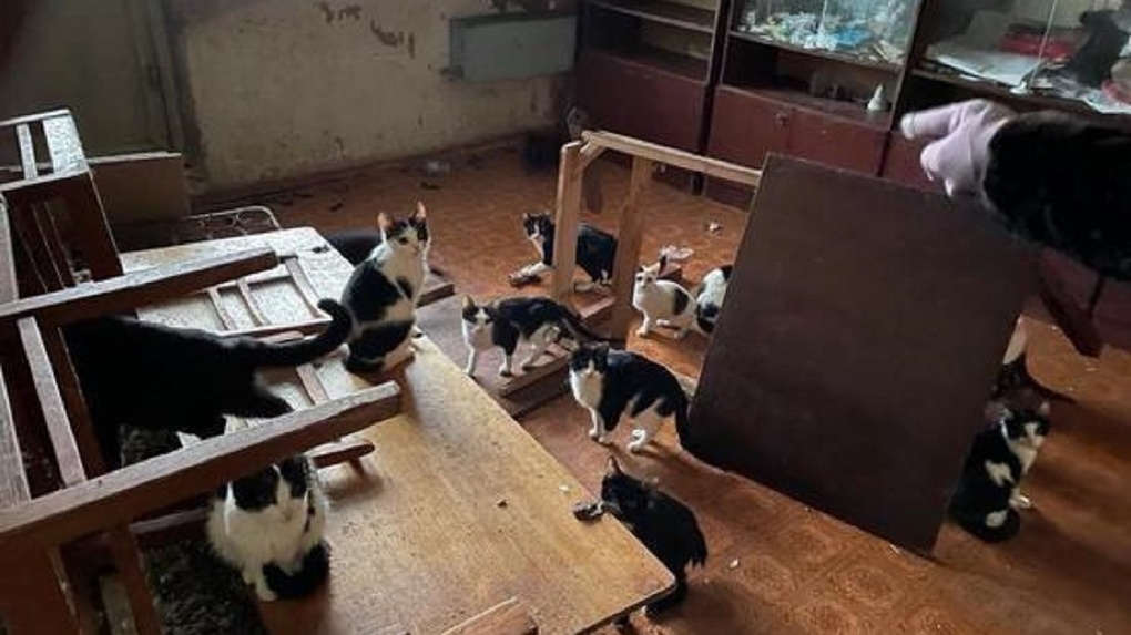 «За шкафами нашли трупы»: 70 кошек спасли из зловонной квартиры новосибирской пенсионерки