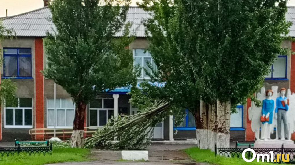 В Омской области из-за непогоды дерево упало у входа в школу