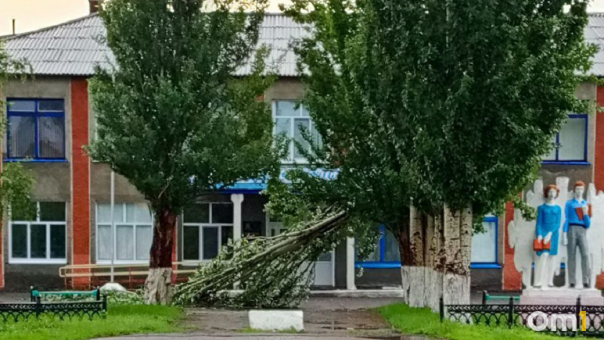 В Омской области из-за непогоды дерево упало у входа в школу