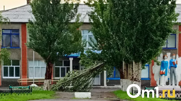 В Омской области из-за непогоды дерево упало у входа в школу