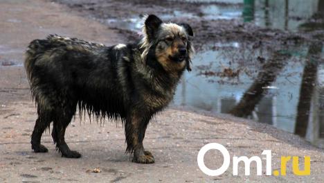 Прокуратура и Следком разберутся в истории с нападением стаи собак на девочку