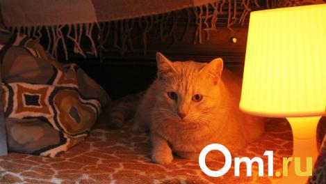 Лампы, булки и хоккей: что продаётся на омской витрине «Вайлдберриз»