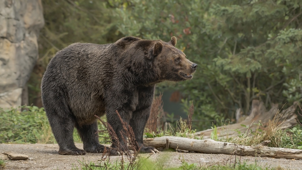 Опасного медведя-гиганта заметили возле Новосибирска
