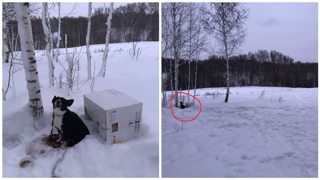 Коробка вместо будки: в Новосибирске собаку привязали к дереву и оставили на морозе