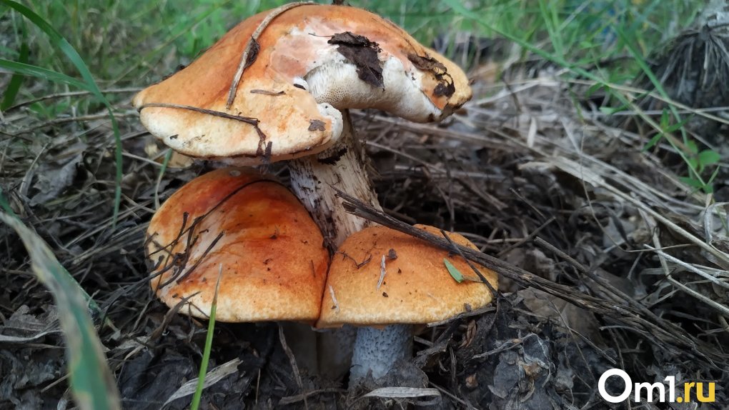 Дефицит грибов из-за жары ожидается в Новосибирской области