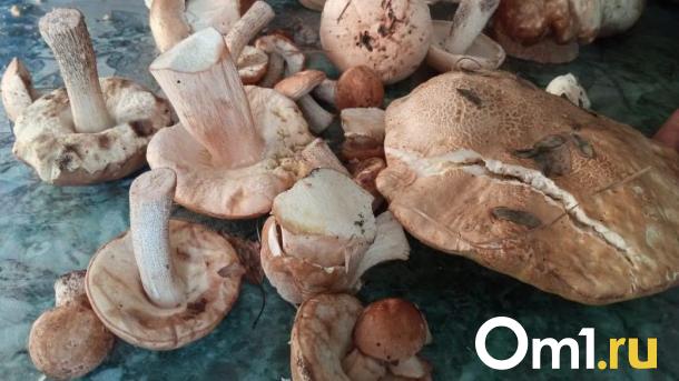 Грибное ассорти: омичи делятся фотографиями с тихой охоты