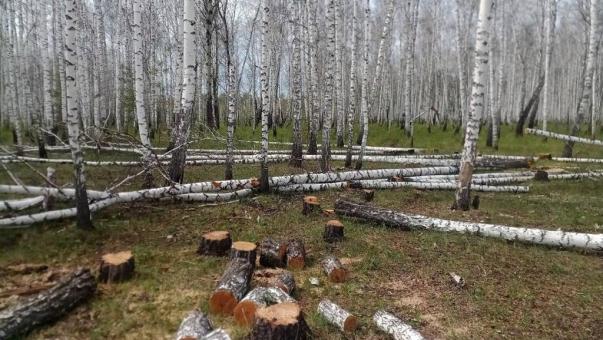 В Омской области трое мужчин незаконно вырубили 49 здоровых деревьев