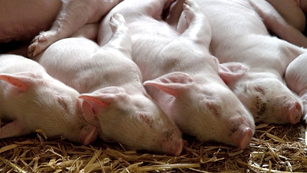 В Тюкалинском районе 15 сельчан получат 977 тысяч рублей за свиней
