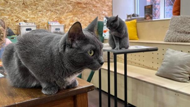 Коты поселились в новосибирском кафе: посетители могут забрать животных