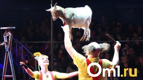 Новосибирский цирк подарит отличникам билеты на представление