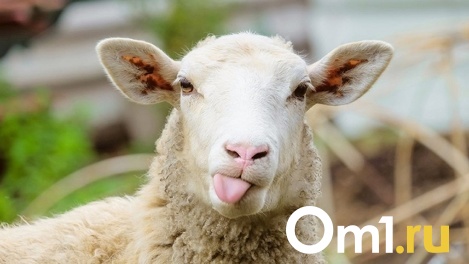 «Задушили и съели»: агрессивные животные загрызли двух баранов в Новосибирске