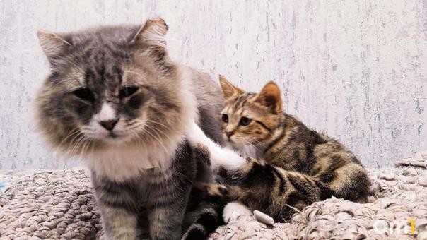 Омичи спускают котят в унитаз