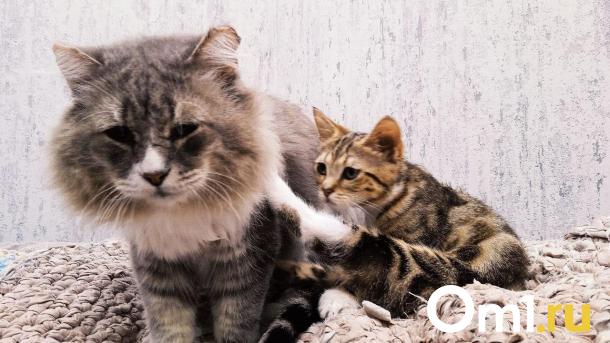 Омичи спускают котят в унитаз