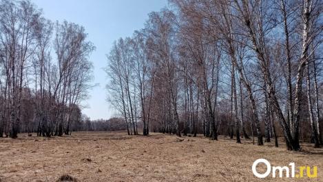 Омскстат опубликовал данные о гибели лесов в регионе в 2024 году