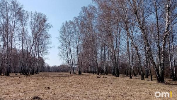 Омскстат опубликовал данные о гибели лесов в регионе в 2024 году