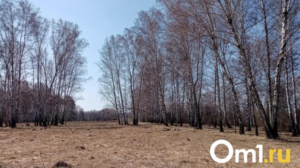 Омскстат опубликовал данные о гибели лесов в регионе в 2024 году