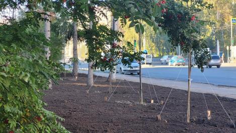 Максим Кудрявцев поручил выделить до 20 миллионов каждому району Новосибирска на восстановление газонов