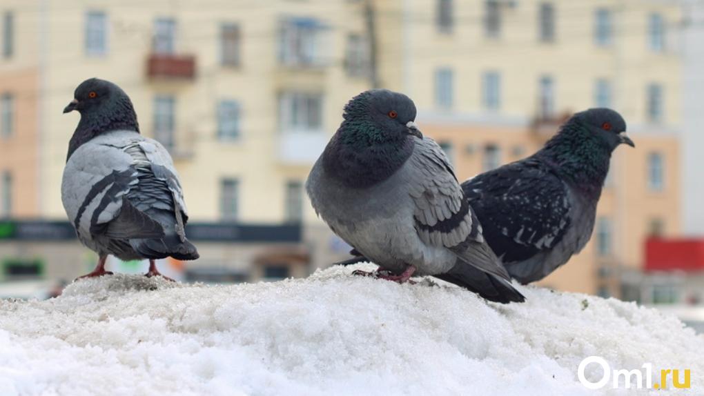 В Омске ищут домашнего голубя в красном комбинезоне