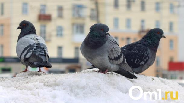 В Омске ищут домашнего голубя в красном комбинезоне