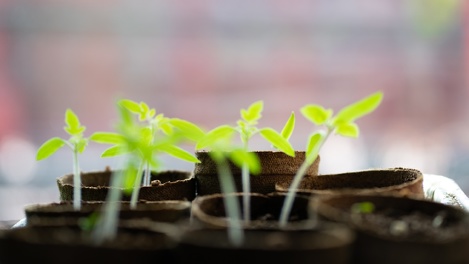 Что лучше посеять в марте? Советы новосибирского агронома