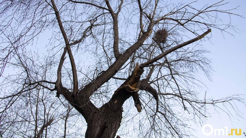 На Циолковского упавшее дерево пробило машину